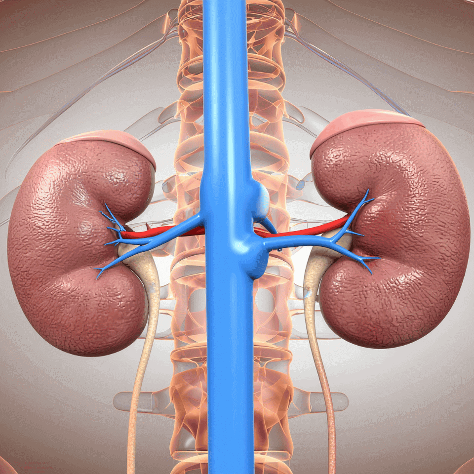 Hipoplazja nerki – objawy, przyczyny, leczenie